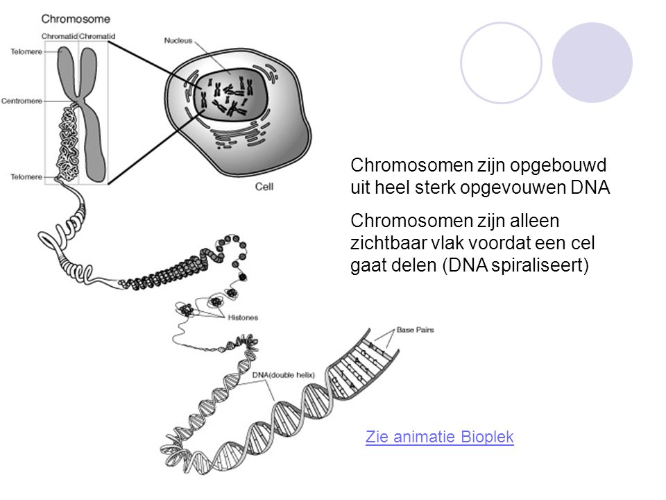 Chromosomen zijn opgebouwd uit heel sterk opgevouwen DNA