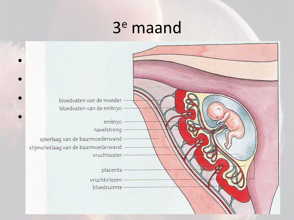 3e maand Alle organen zijn gevormd Embryo wordt foetus genoemd