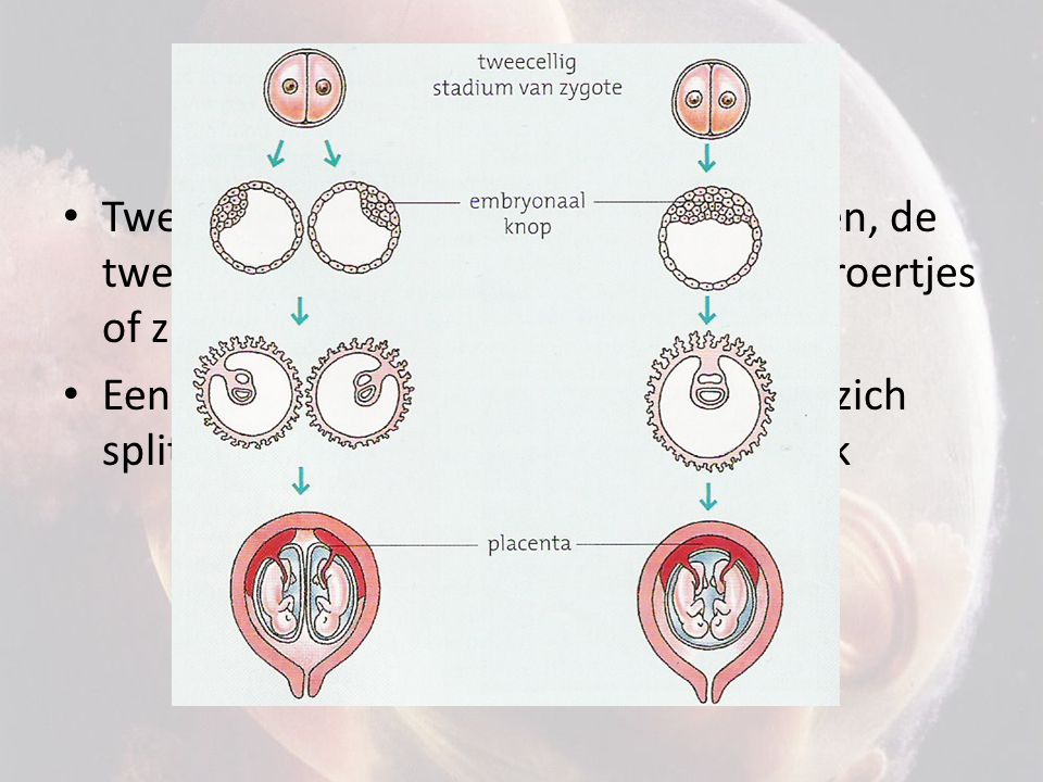 Tweelingen Twee-eiig: bevruchting van twee eicellen, de tweeling lijkt niet op elkaar (normale broertjes of zusjes)