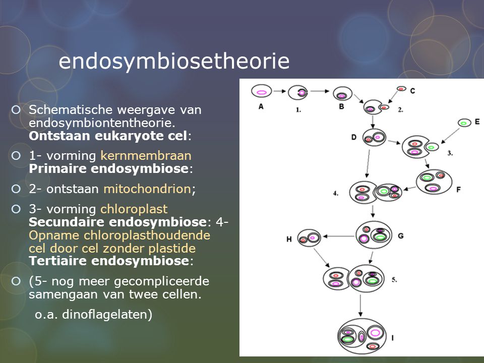endosymbiosetheorie Schematische weergave van endosymbiontentheorie. Ontstaan eukaryote cel: 1- vorming kernmembraan Primaire endosymbiose: