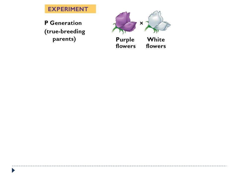 EXPERIMENT P Generation (true-breeding parents) Purple flowers White