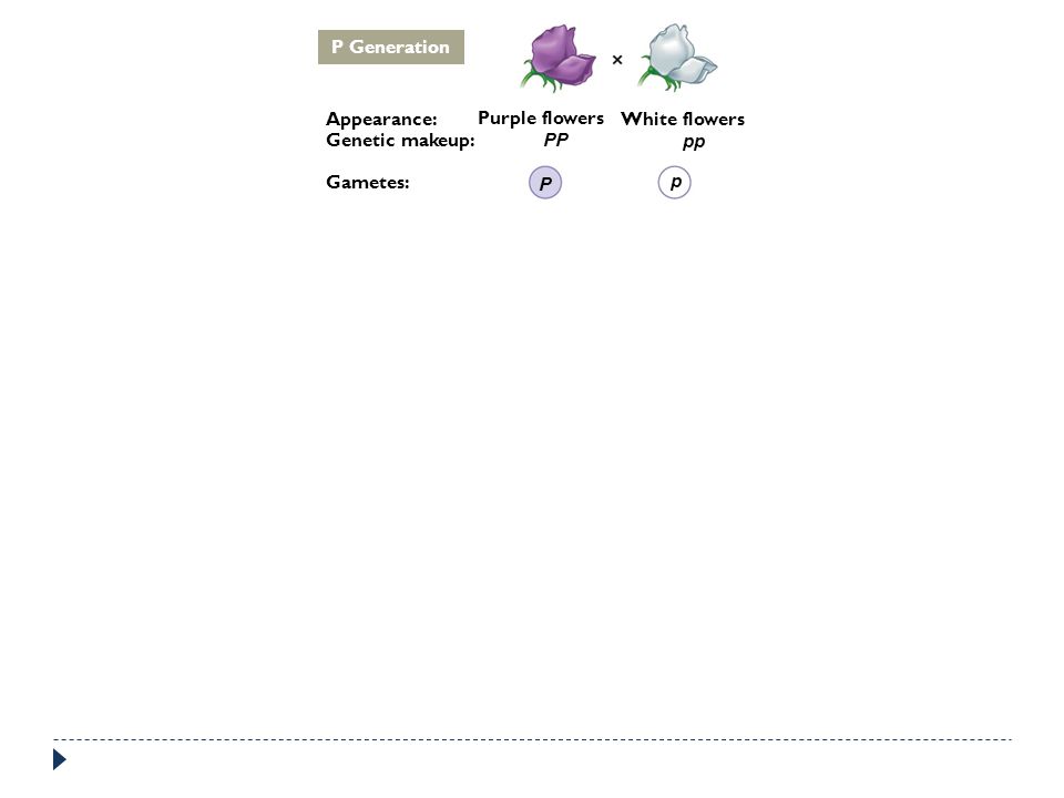 P Generation Appearance: Purple flowers White flowers Genetic makeup: PP pp Gametes: P p