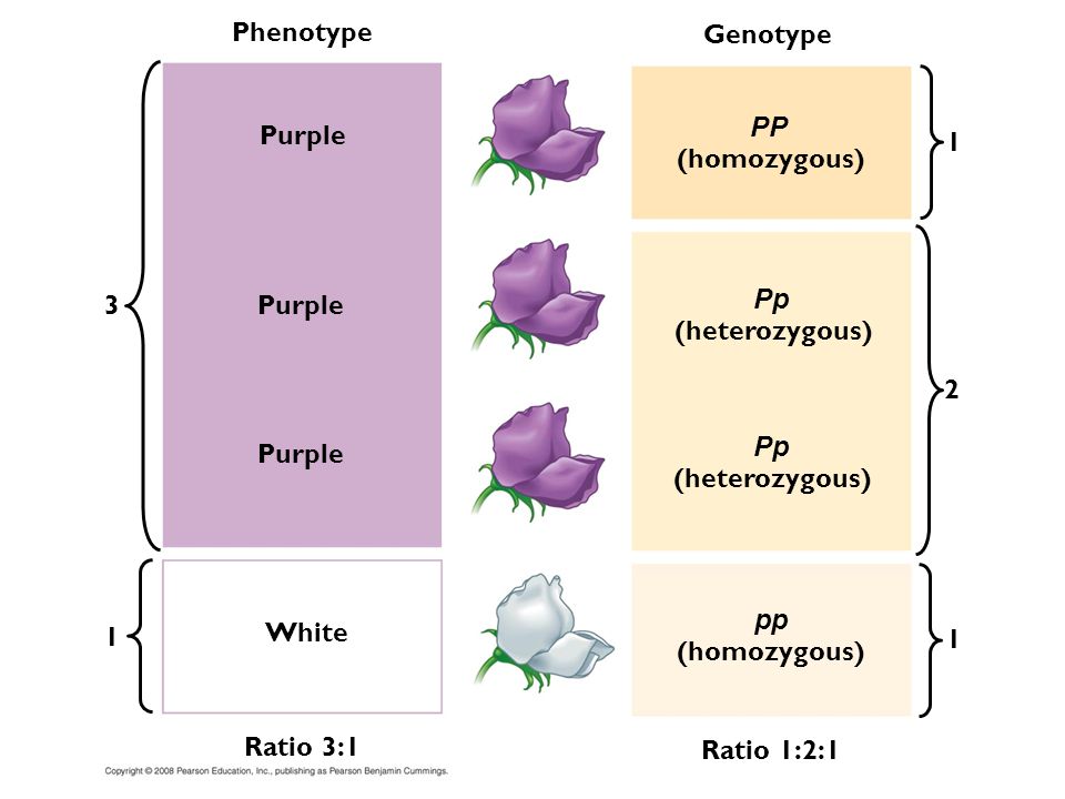 Phenotype Genotype. PP. Purple. 1. (homozygous) 3. Purple. Pp. (heterozygous) 2. Purple. Pp.