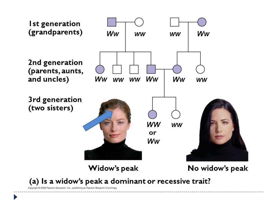 (a) Is a widow’s peak a dominant or recessive trait
