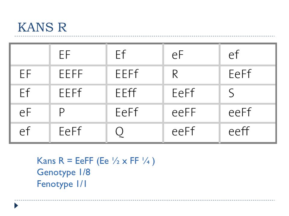 KANS R Kans R = EeFF (Ee ½ x FF ¼ ) Genotype 1/8 Fenotype 1/1
