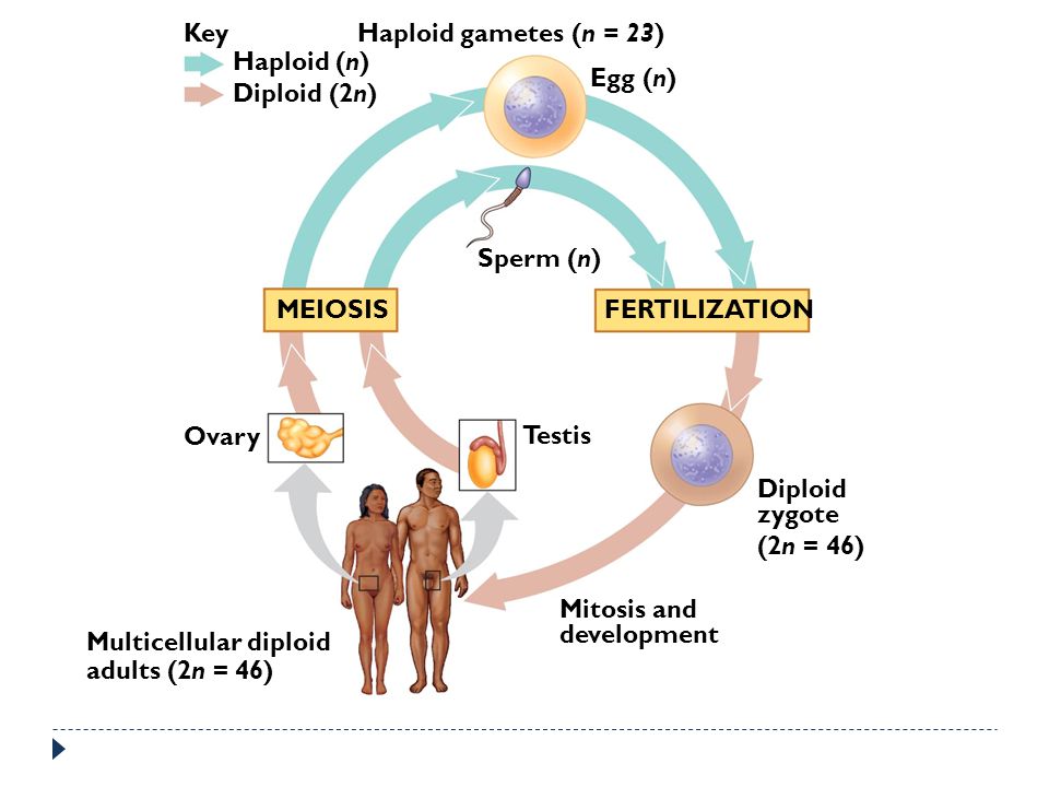 Key Haploid gametes (n = 23) Haploid (n) Egg (n) Diploid (2n) Sperm (n) MEIOSIS. FERTILIZATION.