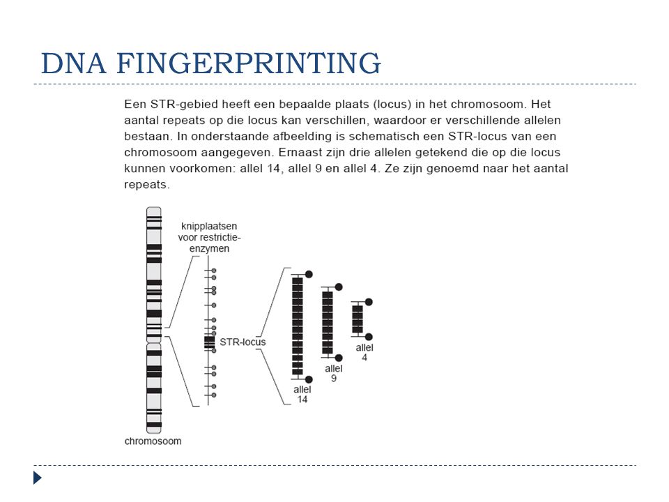 DNA FINGERPRINTING