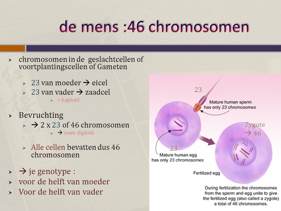 de mens :46 chromosomen Bevruchting  je genotype :