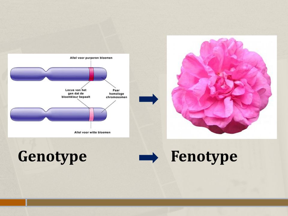 Genotype Fenotype
