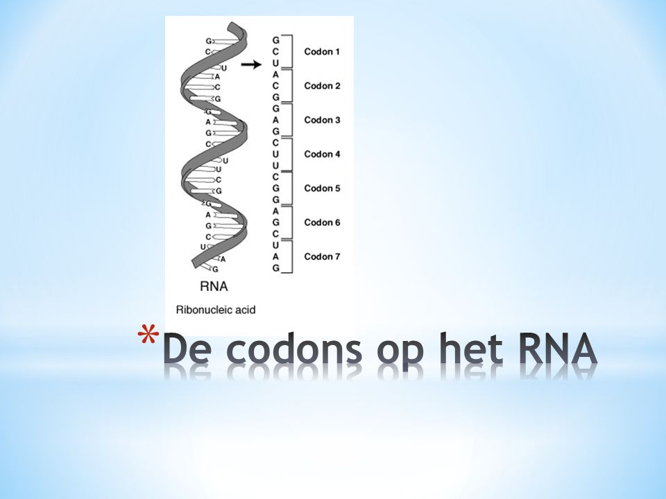De codons op het RNA