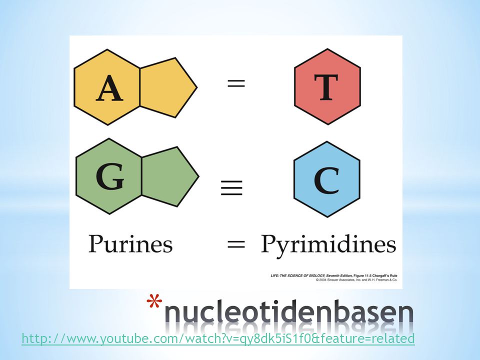 ≡ ≡ nucleotidenbasen   v=qy8dk5iS1f0&feature=related