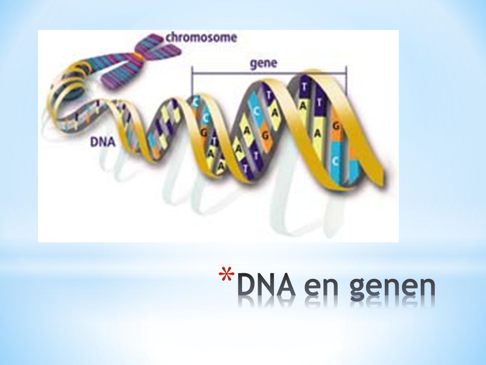 DNA en genen