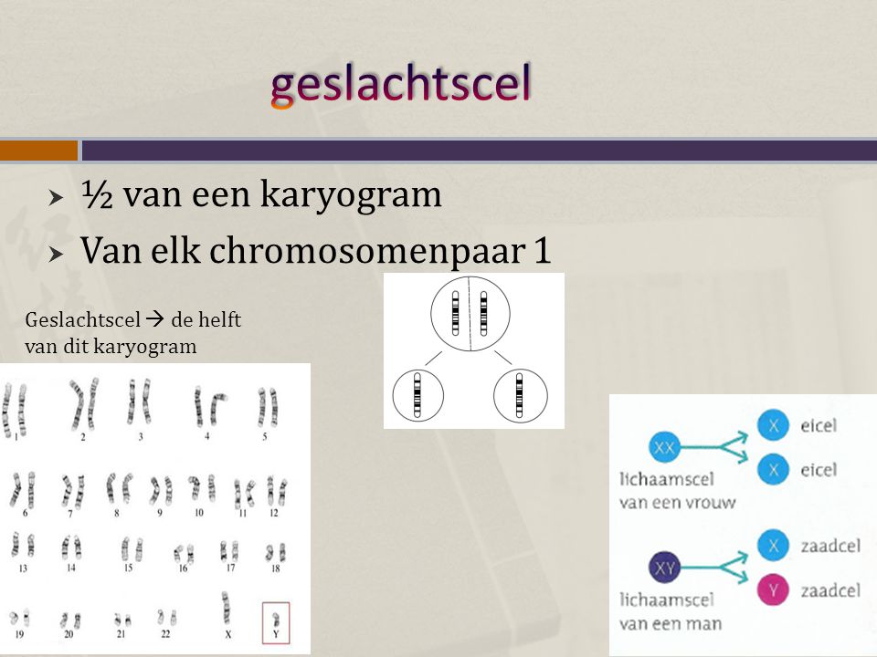 geslachtscel ½ van een karyogram Van elk chromosomenpaar 1