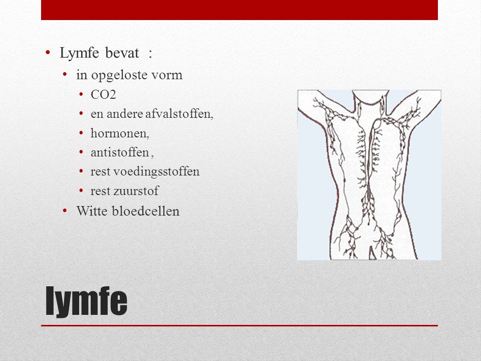 lymfe Lymfe bevat : in opgeloste vorm Witte bloedcellen CO2