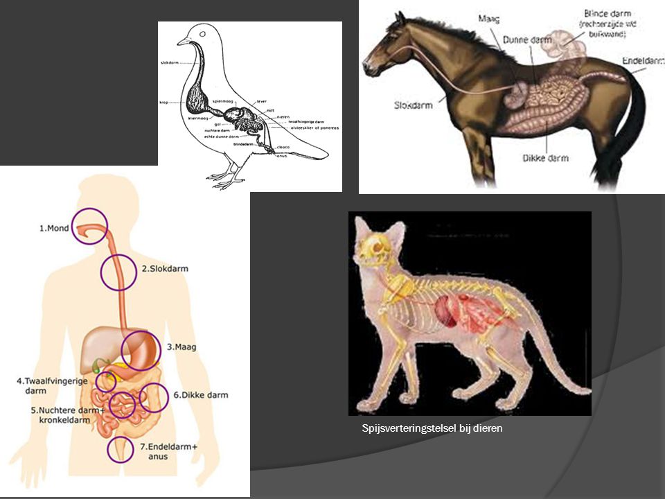 Spijsverteringstelsel bij dieren