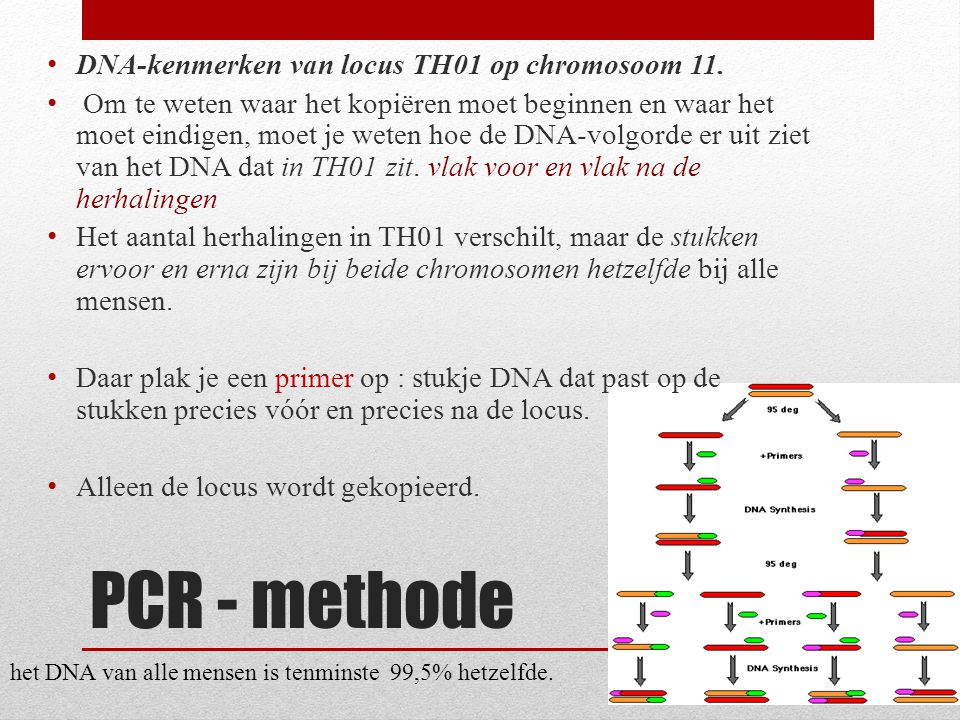 PCR - methode DNA-kenmerken van locus TH01 op chromosoom 11.