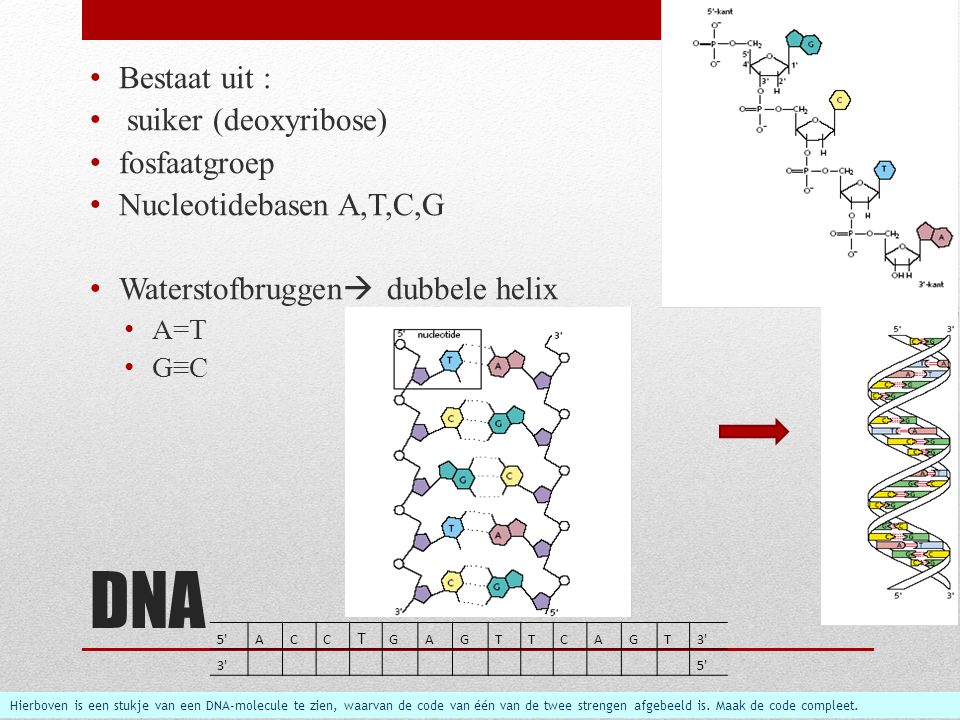 DNA Bestaat uit : suiker (deoxyribose) fosfaatgroep