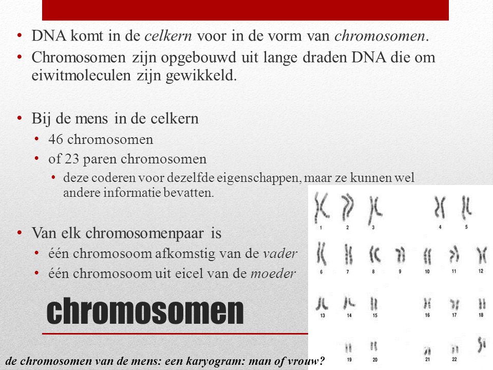 chromosomen DNA komt in de celkern voor in de vorm van chromosomen.