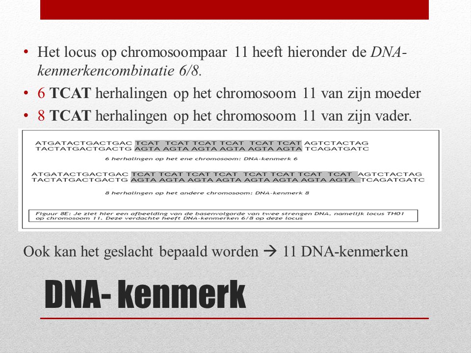 Het locus op chromosoompaar 11 heeft hieronder de DNA-kenmerkencombinatie 6/8.