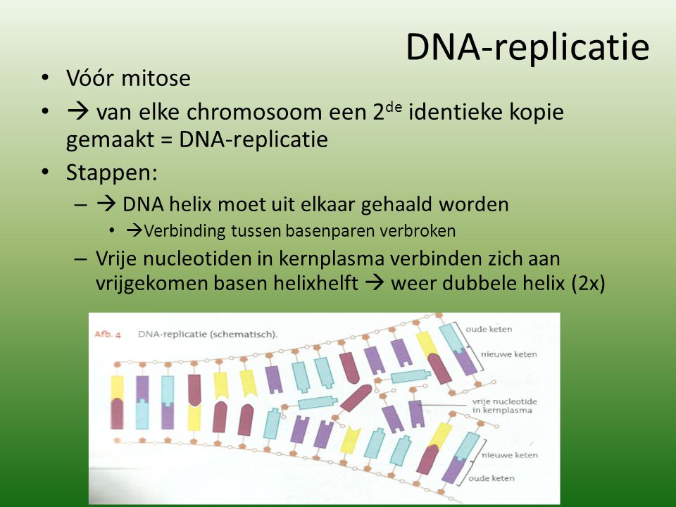 DNA-replicatie Vóór mitose