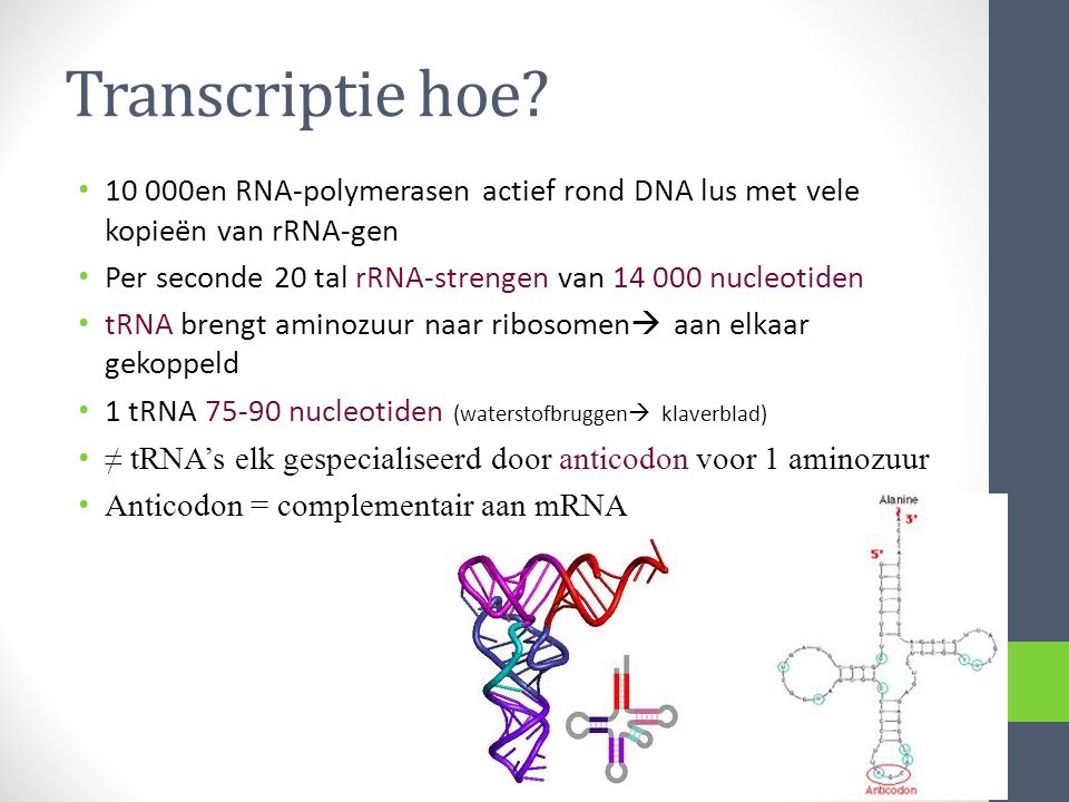 Transcriptie hoe en RNA-polymerasen actief rond DNA lus met vele kopieën van rRNA-gen.