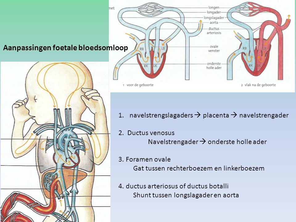 Aanpassingen foetale bloedsomloop