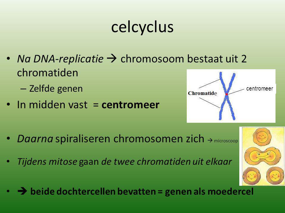celcyclus Na DNA-replicatie  chromosoom bestaat uit 2 chromatiden