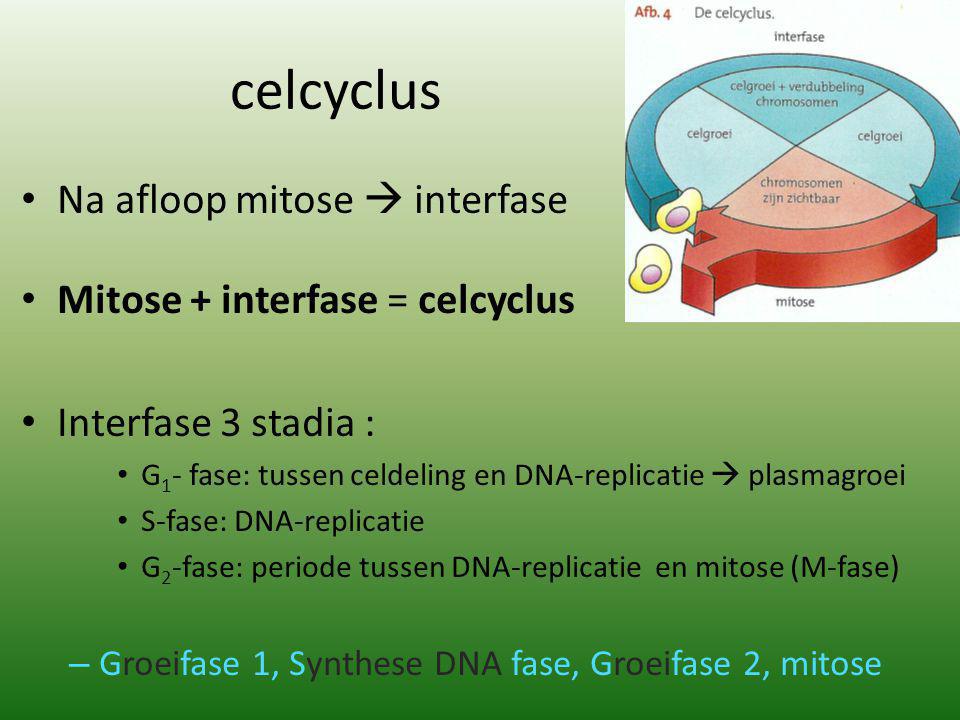 celcyclus Na afloop mitose  interfase Mitose + interfase = celcyclus