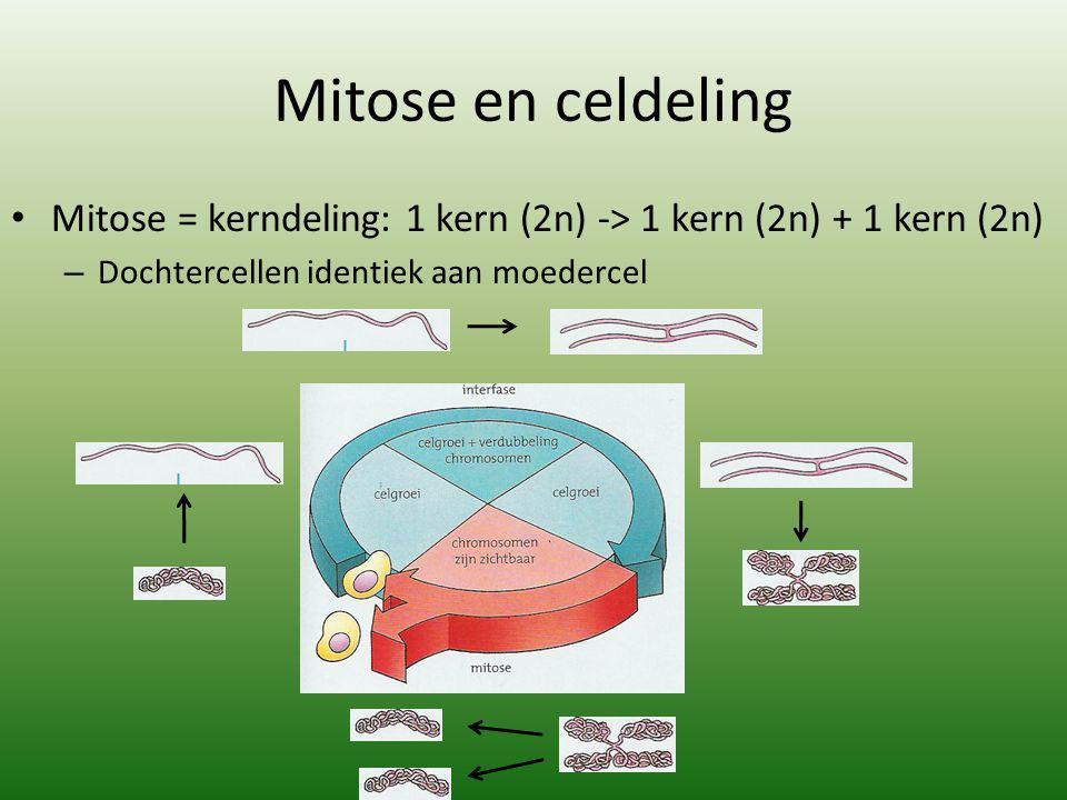 Mitose en celdeling Mitose = kerndeling: 1 kern (2n) -> 1 kern (2n) + 1 kern (2n) Dochtercellen identiek aan moedercel.