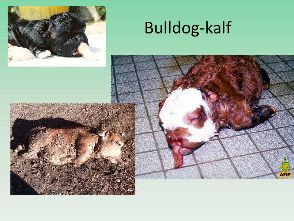Bulldog-kalf