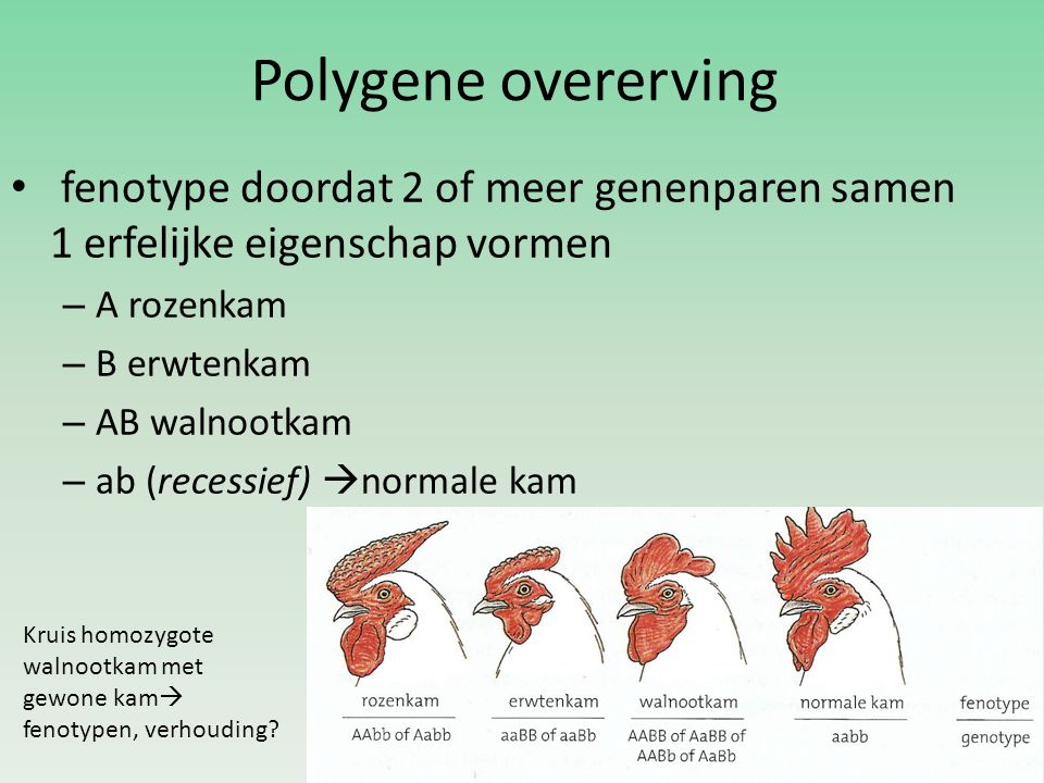 Polygene overerving fenotype doordat 2 of meer genenparen samen 1 erfelijke eigenschap vormen. A rozenkam.
