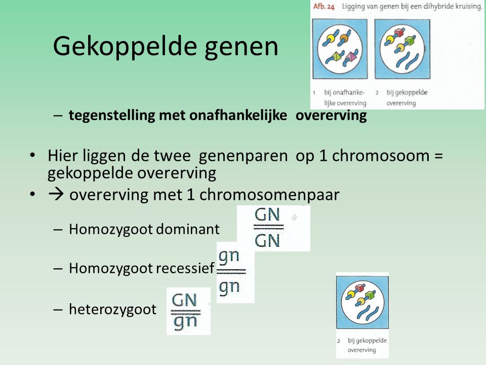 Gekoppelde genen tegenstelling met onafhankelijke overerving. Hier liggen de twee genenparen op 1 chromosoom = gekoppelde overerving.