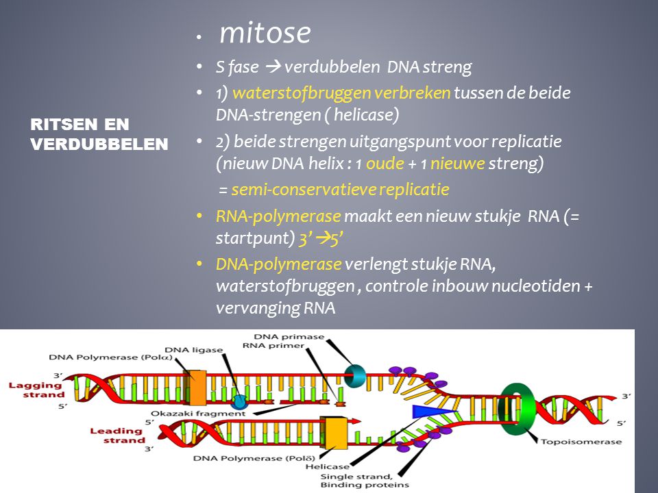 S fase  verdubbelen DNA streng