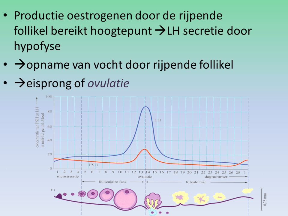 Productie oestrogenen door de rijpende follikel bereikt hoogtepunt LH secretie door hypofyse