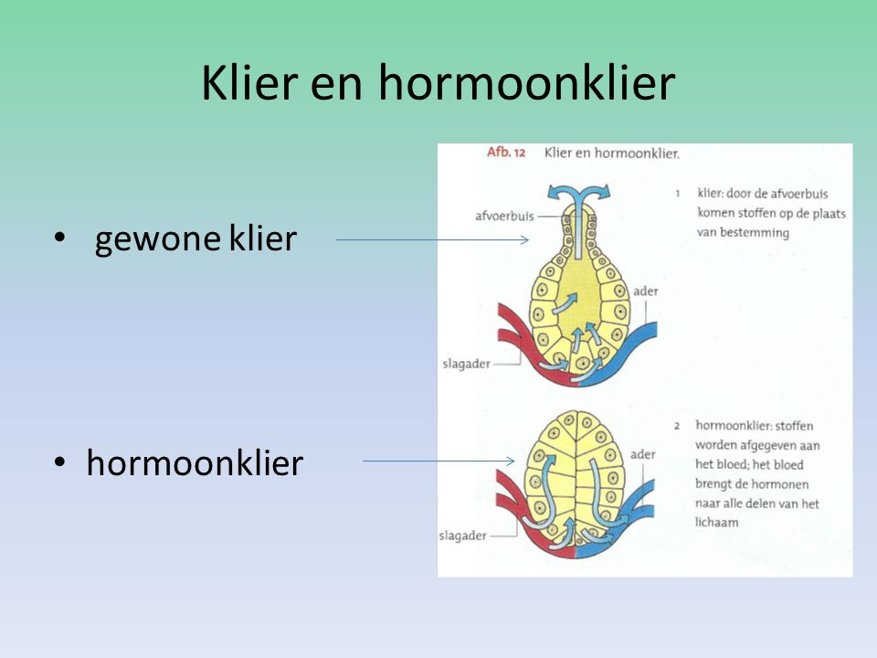 Klier en hormoonklier gewone klier hormoonklier