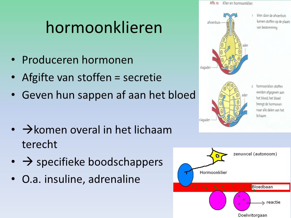 hormoonklieren Produceren hormonen Afgifte van stoffen = secretie