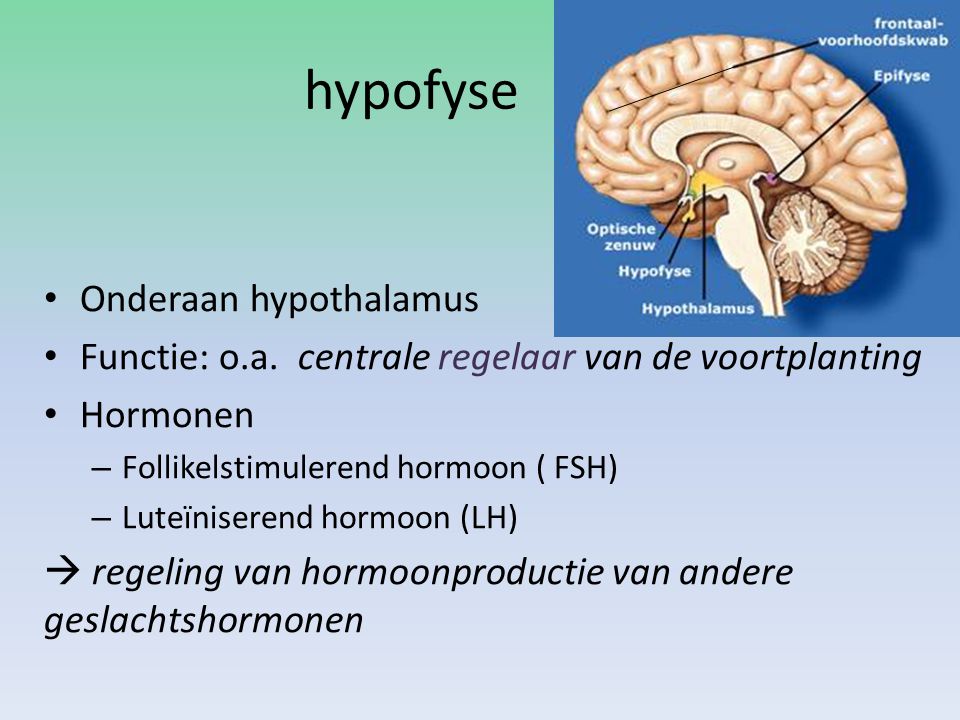hypofyse Onderaan hypothalamus