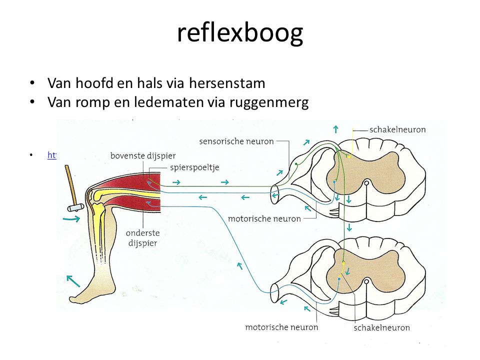 reflexboog Van hoofd en hals via hersenstam