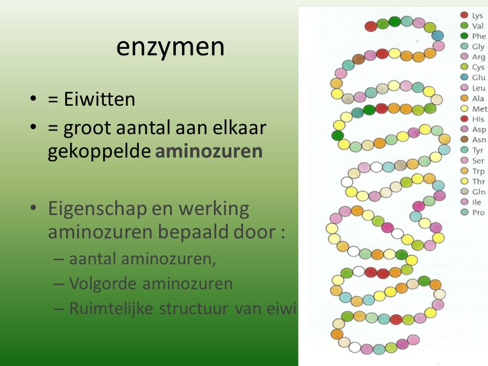 enzymen = Eiwitten = groot aantal aan elkaar gekoppelde aminozuren