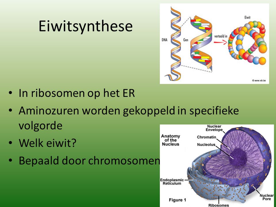 Eiwitsynthese In ribosomen op het ER