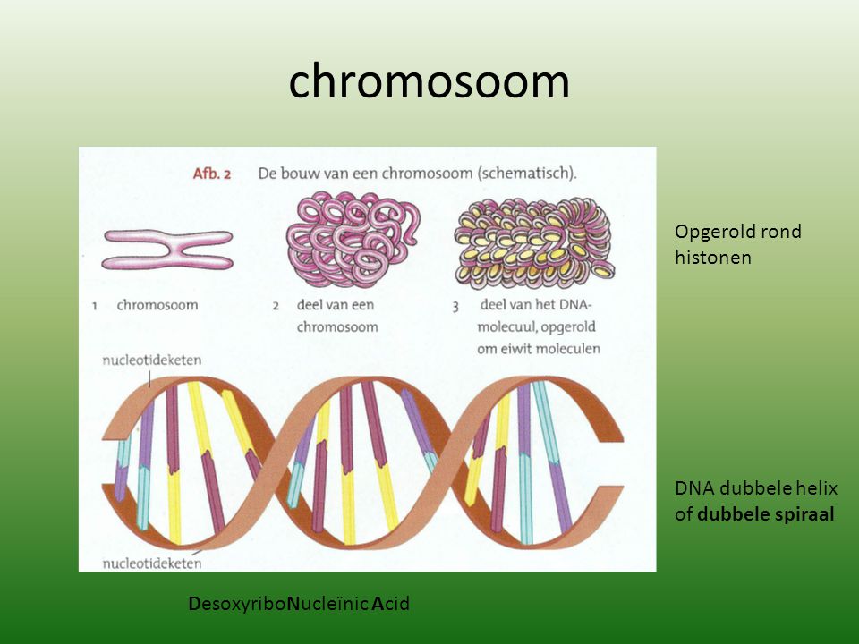 chromosoom Opgerold rond histonen DNA dubbele helix of dubbele spiraal