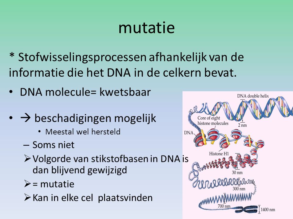 mutatie * Stofwisselingsprocessen afhankelijk van de informatie die het DNA in de celkern bevat. DNA molecule= kwetsbaar.