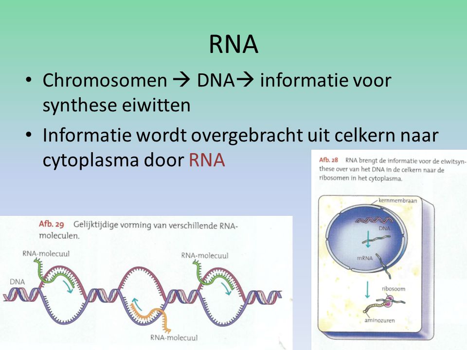 RNA Chromosomen  DNA informatie voor synthese eiwitten