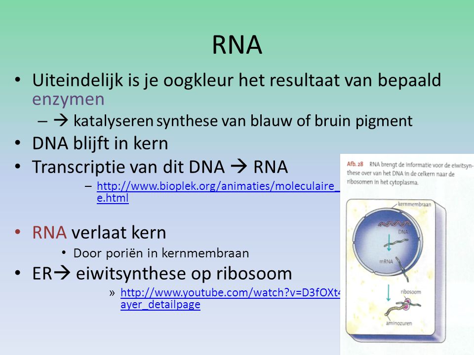 RNA Uiteindelijk is je oogkleur het resultaat van bepaald enzymen