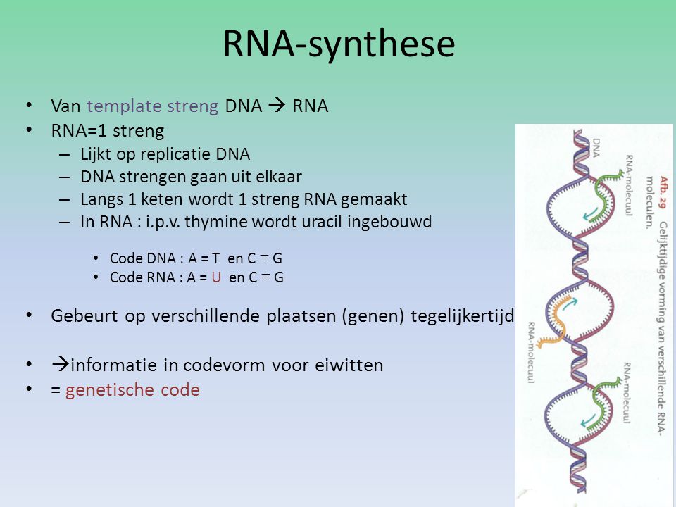 RNA-synthese Van template streng DNA  RNA RNA=1 streng