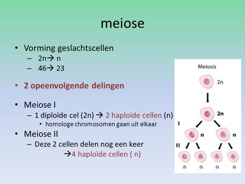 meiose Vorming geslachtscellen 2 opeenvolgende delingen Meiose I