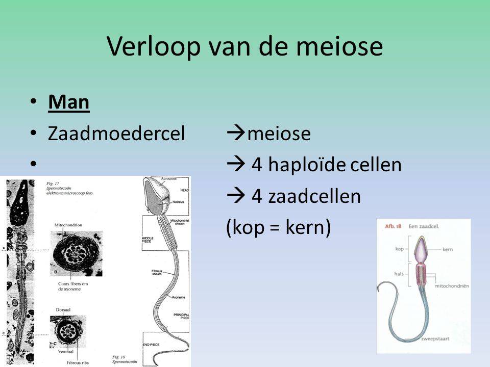 Verloop van de meiose Man Zaadmoedercel meiose  4 haploïde cellen