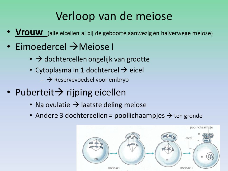 Verloop van de meiose Vrouw (alle eicellen al bij de geboorte aanwezig en halverwege meiose) Eimoedercel Meiose I.