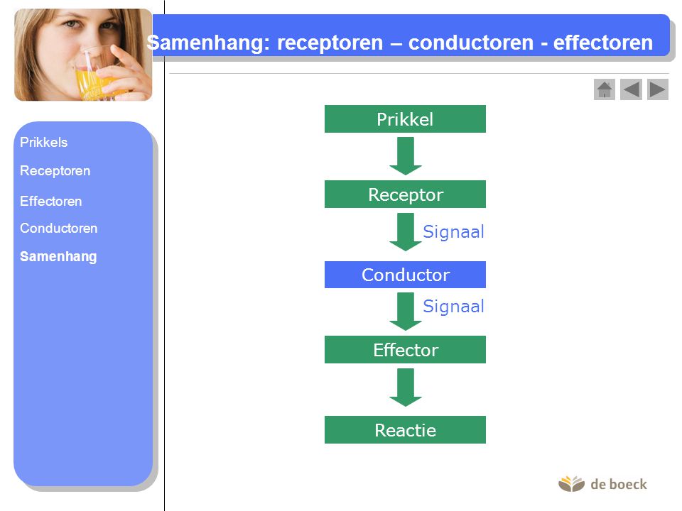 Samenhang: receptoren – conductoren - effectoren