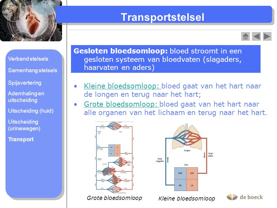 Transportstelsel Gesloten bloedsomloop: bloed stroomt in een gesloten systeem van bloedvaten (slagaders, haarvaten en aders)